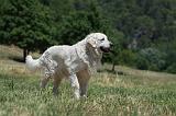 GOLDEN RETRIEVER 1173